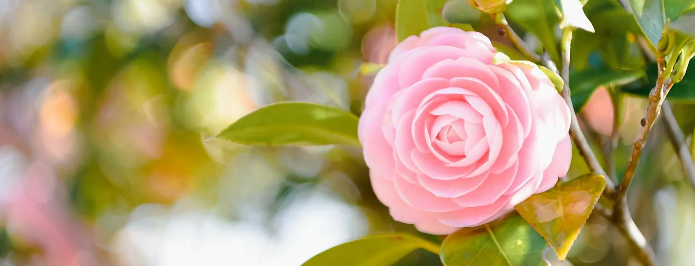 Winter - Camellia POTM Camellia